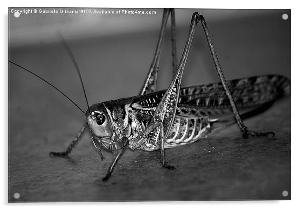 Mr. Grasshopper Acrylic by Gabriela Olteanu