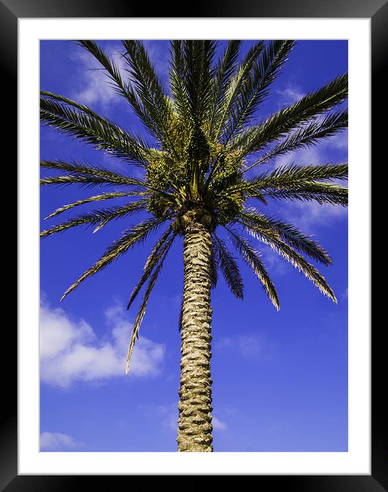 palm tree Framed Mounted Print by Robert Bennett