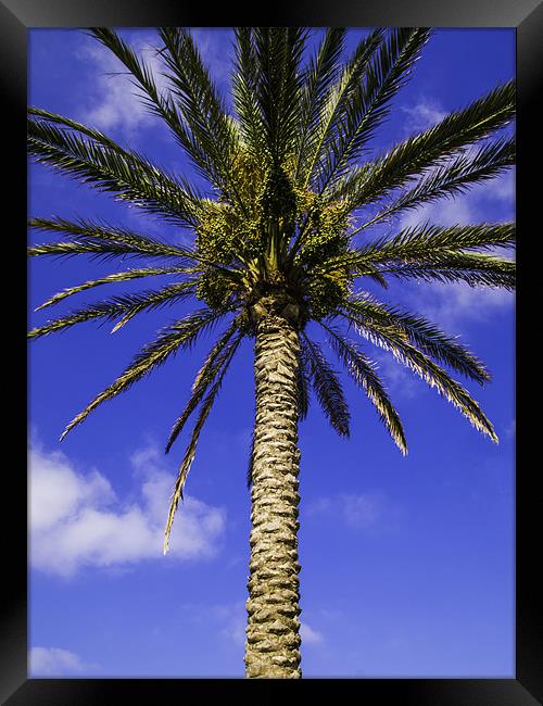 palm tree Framed Print by Robert Bennett