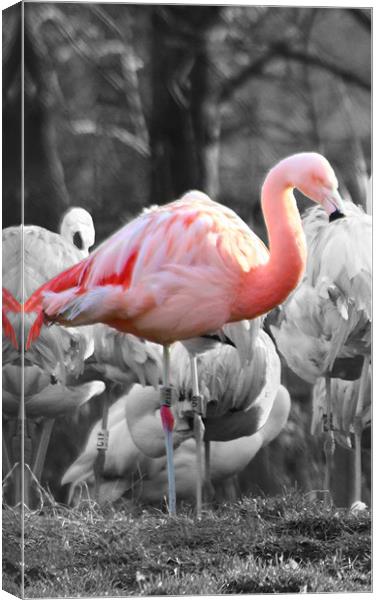 Pink Flamingo Canvas Print by paul wheatley