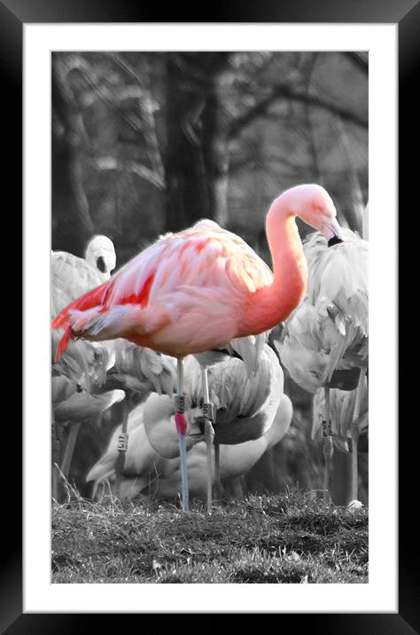 Pink Flamingo Framed Mounted Print by paul wheatley