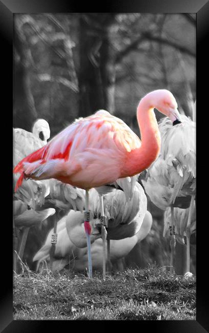Pink Flamingo Framed Print by paul wheatley