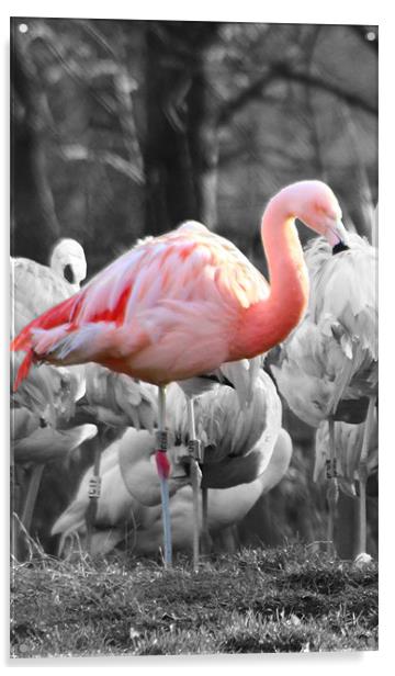 Pink Flamingo Acrylic by paul wheatley