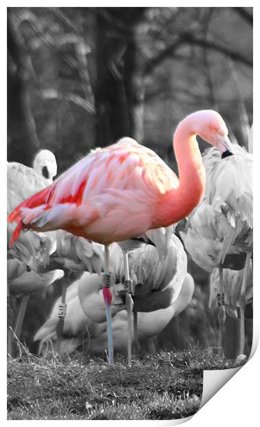 Pink Flamingo Print by paul wheatley