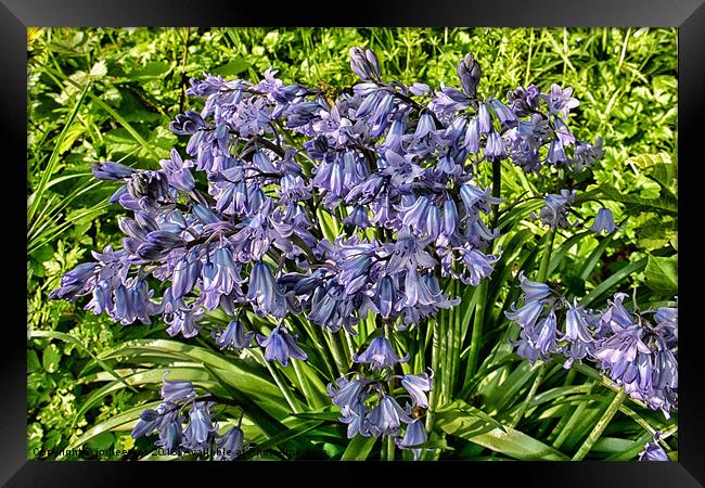 bells Framed Print by Jo Beerens