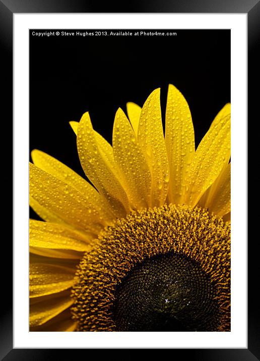 Sunflower after the rain Framed Mounted Print by Steve Hughes