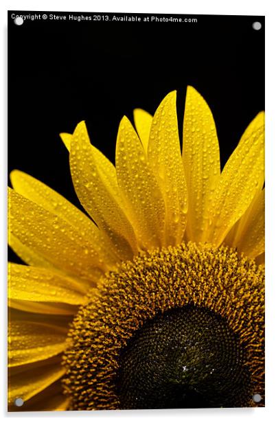 Sunflower after the rain Acrylic by Steve Hughes
