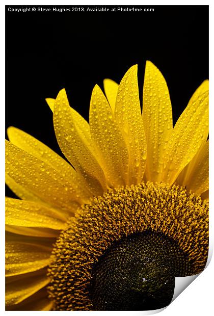 Sunflower after the rain Print by Steve Hughes