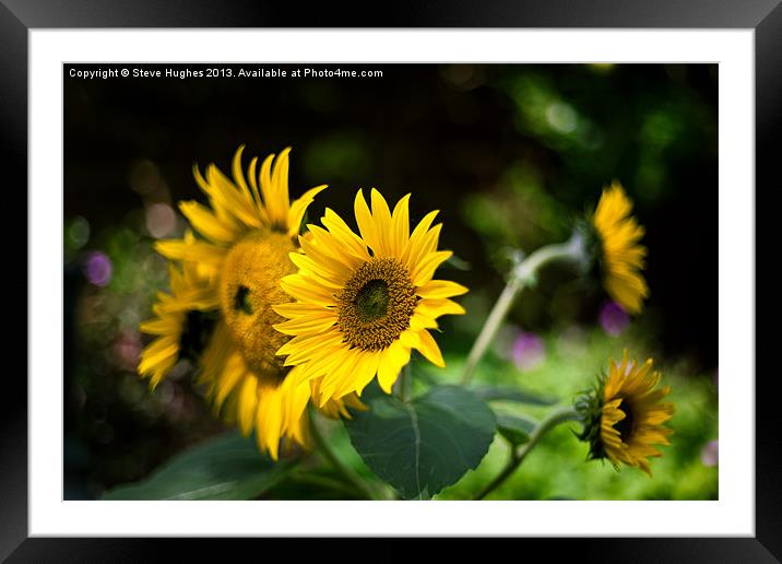 Summer Sunflowers Framed Mounted Print by Steve Hughes