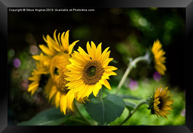 Summer Sunflowers Framed Print by Steve Hughes