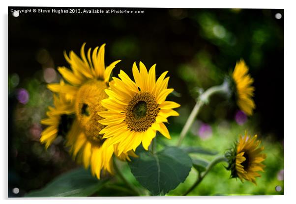 Summer Sunflowers Acrylic by Steve Hughes