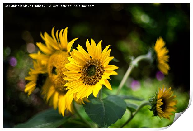Summer Sunflowers Print by Steve Hughes