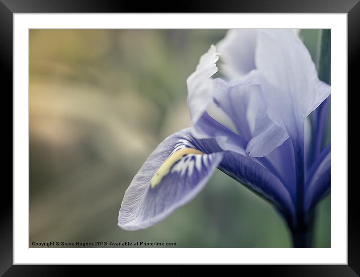 Dreamy spring time flower Framed Mounted Print by Steve Hughes