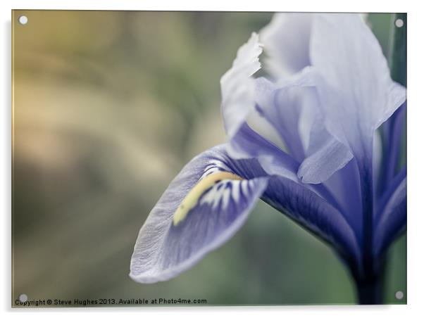 Dreamy spring time flower Acrylic by Steve Hughes