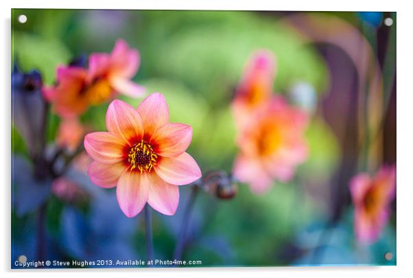 Orange Dahlia flowers Acrylic by Steve Hughes