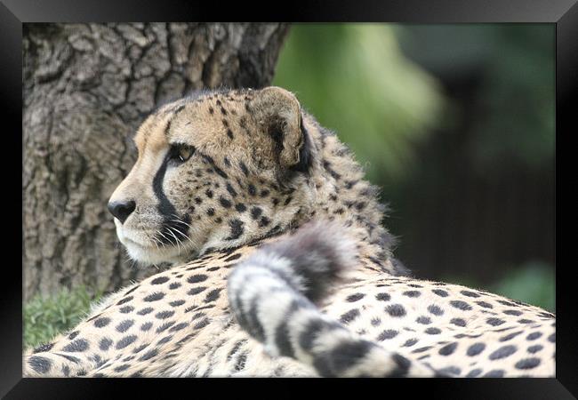 cheetah resting Framed Print by Martyn Bennett