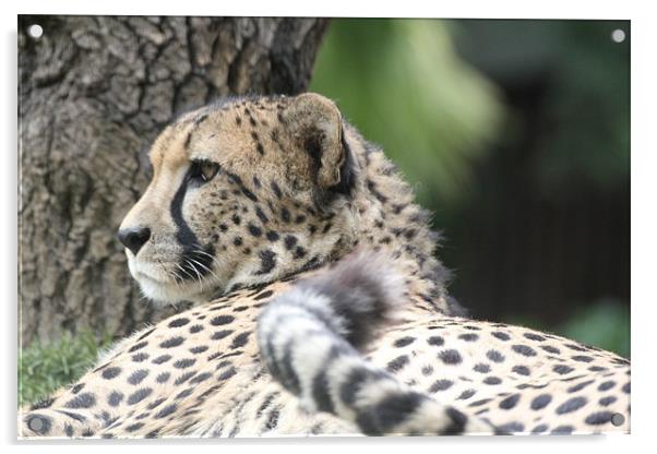 cheetah resting Acrylic by Martyn Bennett