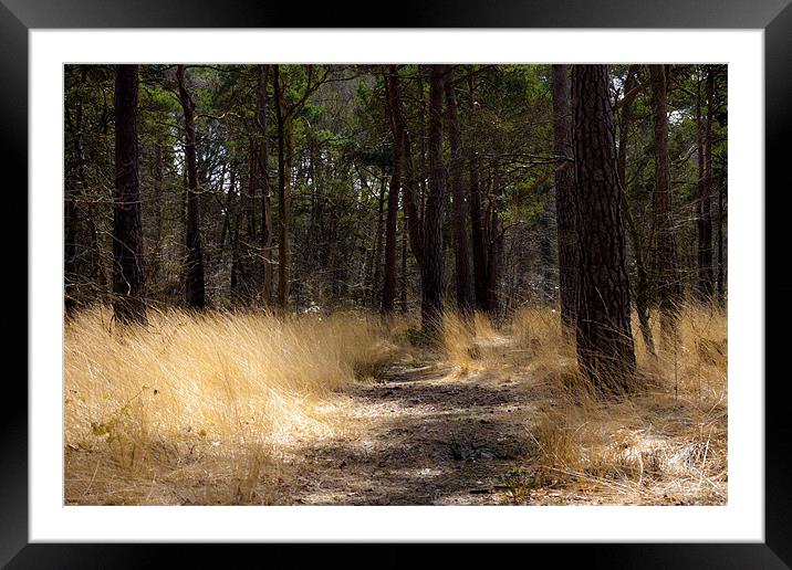 A walk in the woods Framed Mounted Print by David Skone