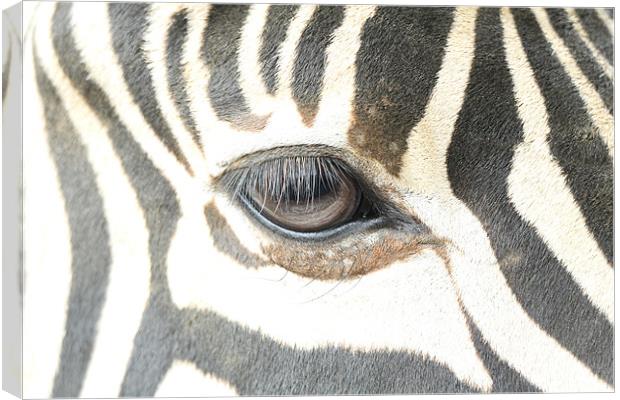 zebra eye Canvas Print by Martyn Bennett