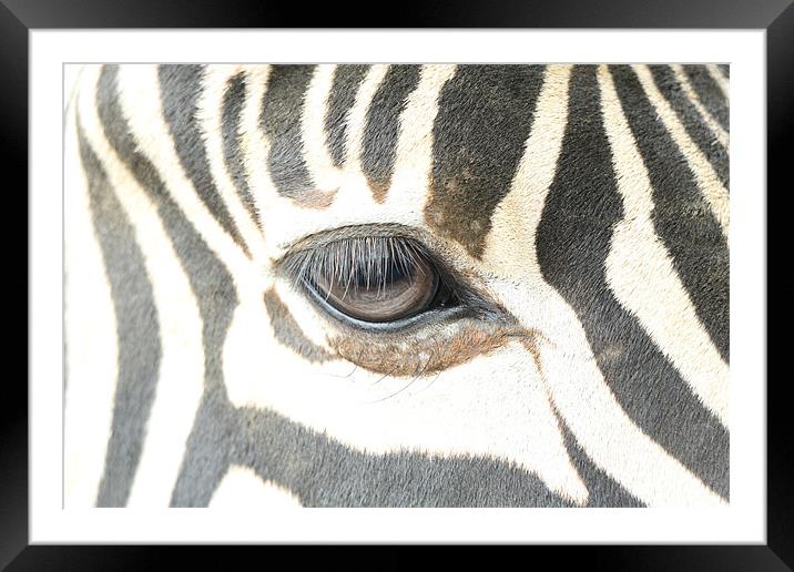 zebra eye Framed Mounted Print by Martyn Bennett