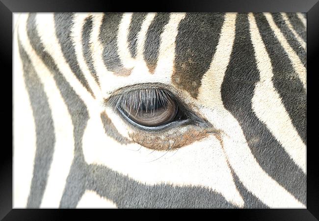 zebra eye Framed Print by Martyn Bennett