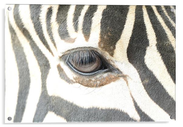 zebra eye Acrylic by Martyn Bennett