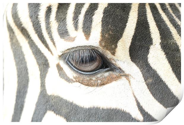 zebra eye Print by Martyn Bennett