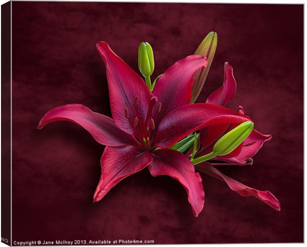 Red Lilies Canvas Print by Jane McIlroy