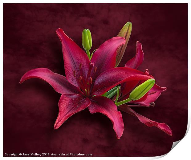 Red Lilies Print by Jane McIlroy