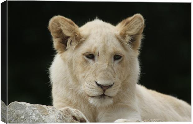 white lion cub Canvas Print by Martyn Bennett