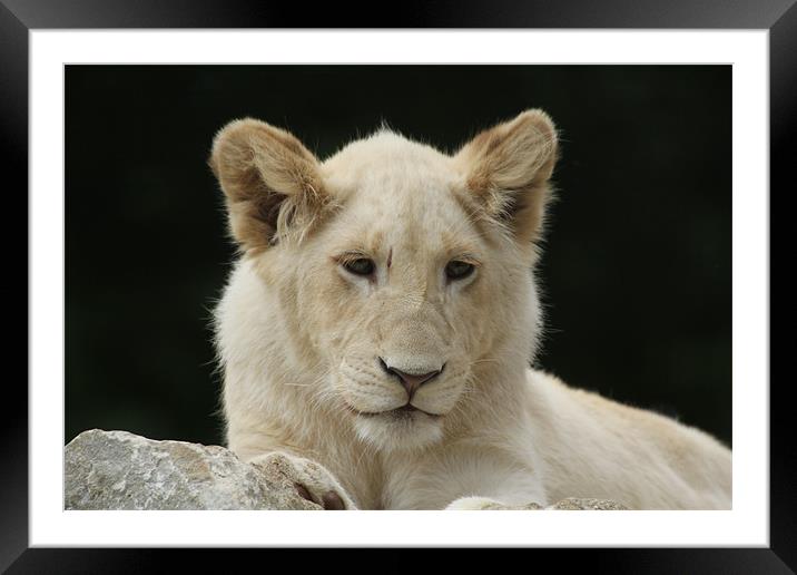 white lion cub Framed Mounted Print by Martyn Bennett