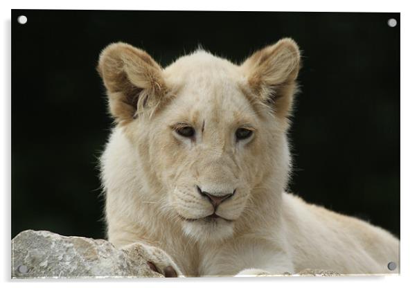 white lion cub Acrylic by Martyn Bennett