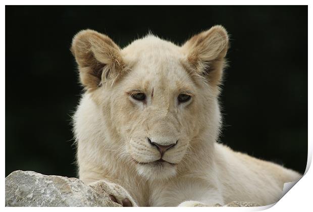 white lion cub Print by Martyn Bennett