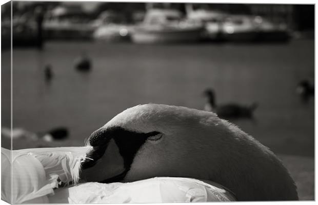 Sleeping Swan Canvas Print by Castleton Photographic