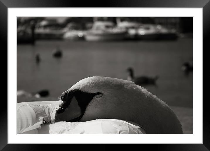 Sleeping Swan Framed Mounted Print by Castleton Photographic