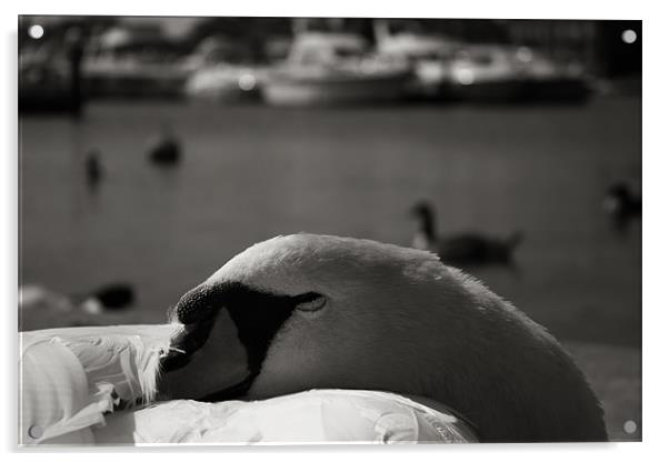 Sleeping Swan Acrylic by Castleton Photographic