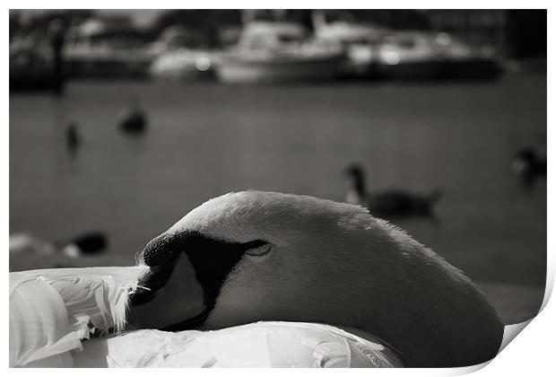 Sleeping Swan Print by Castleton Photographic