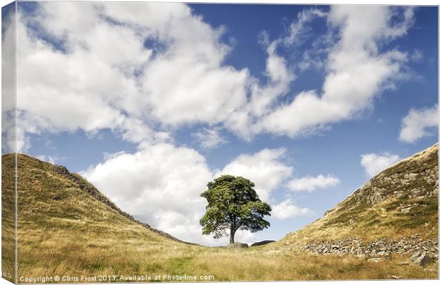 Sycamore Gap at Hadrians Wall Canvas Print by Chris Frost