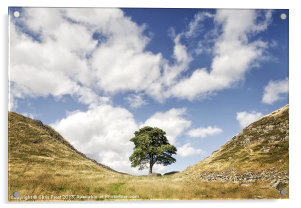 Sycamore Gap at Hadrians Wall Acrylic by Chris Frost