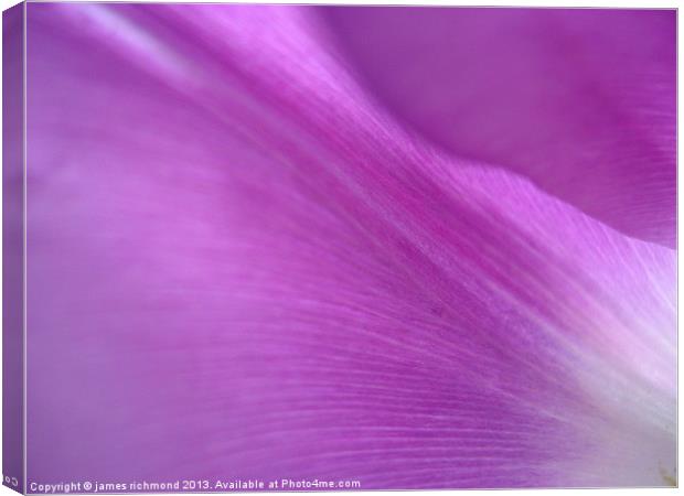 Purple Tulip Petals Canvas Print by james richmond
