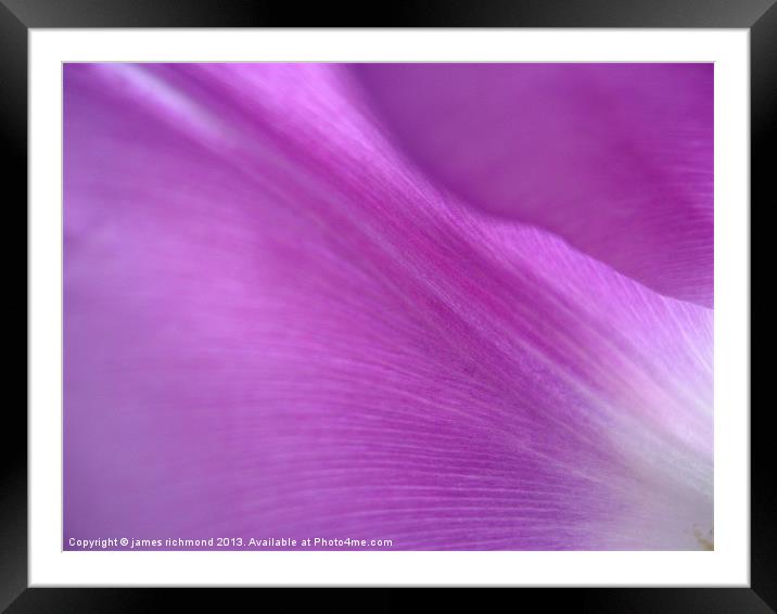 Purple Tulip Petals Framed Mounted Print by james richmond