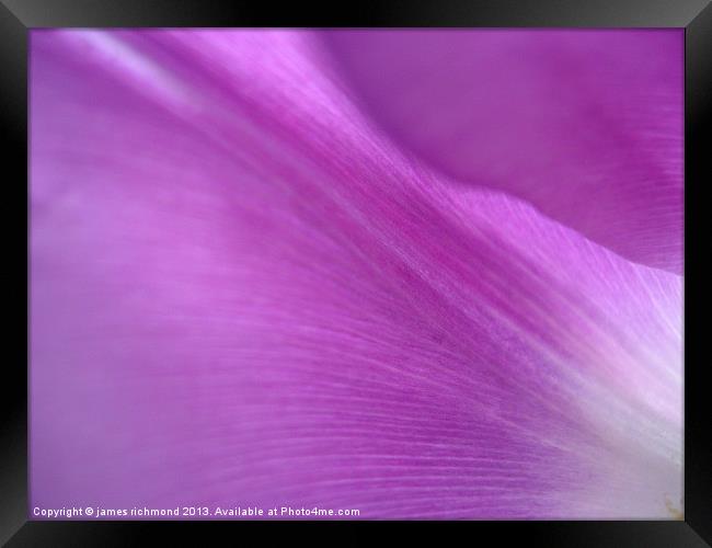 Purple Tulip Petals Framed Print by james richmond
