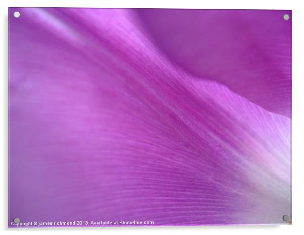 Purple Tulip Petals Acrylic by james richmond