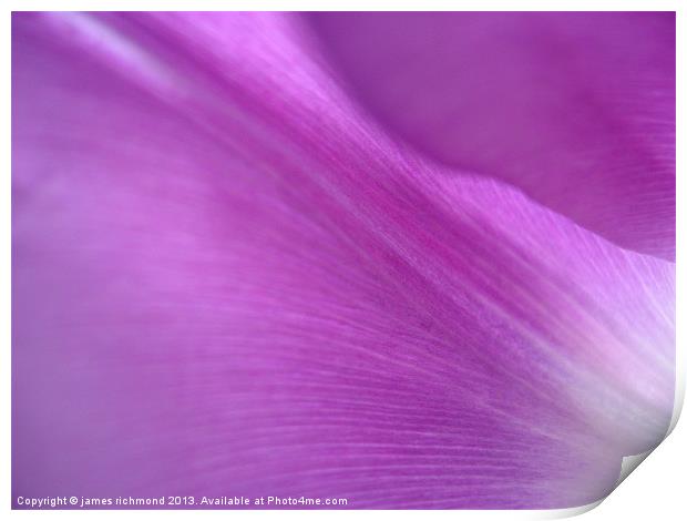 Purple Tulip Petals Print by james richmond