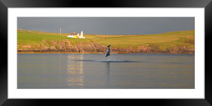 Nice jump Fungie Framed Mounted Print by barbara walsh