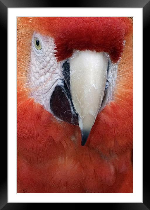 Scarlet Macaw Parrot, Ara macao Framed Mounted Print by Eyal Nahmias