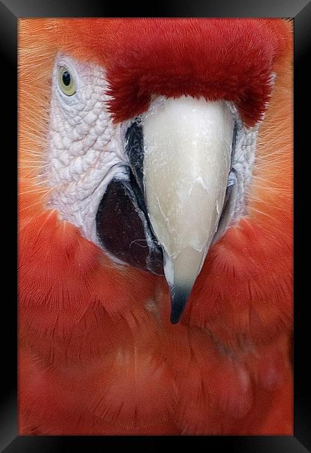 Scarlet Macaw Parrot, Ara macao Framed Print by Eyal Nahmias