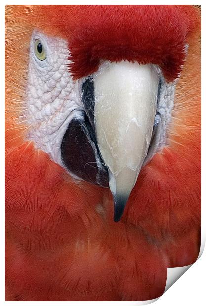 Scarlet Macaw Parrot, Ara macao Print by Eyal Nahmias