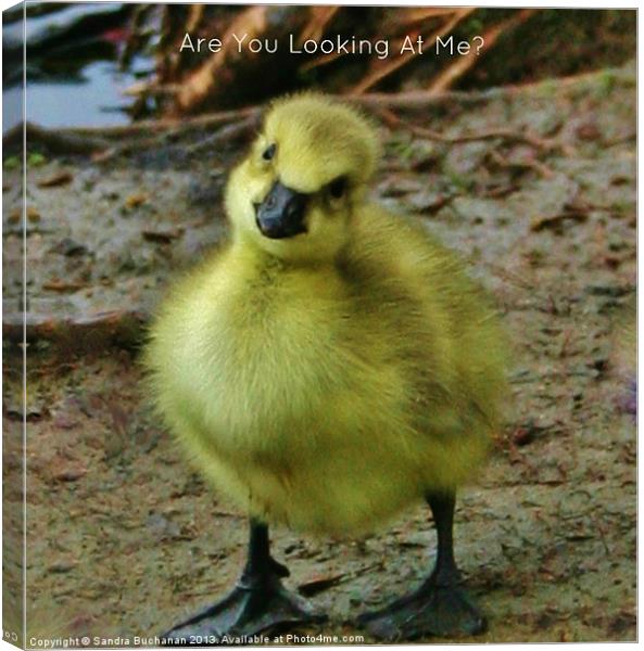 Cute Baby Gosling Canvas Print by Sandra Buchanan