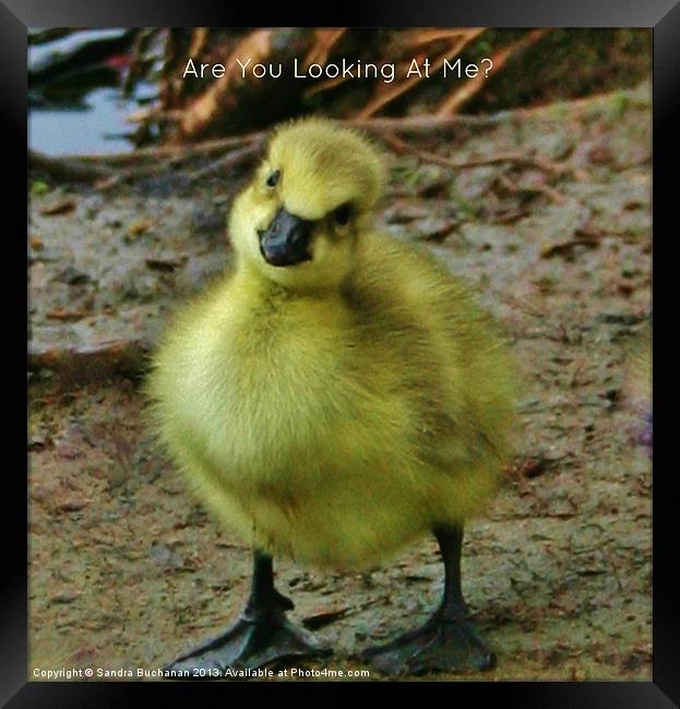 Cute Baby Gosling Framed Print by Sandra Buchanan